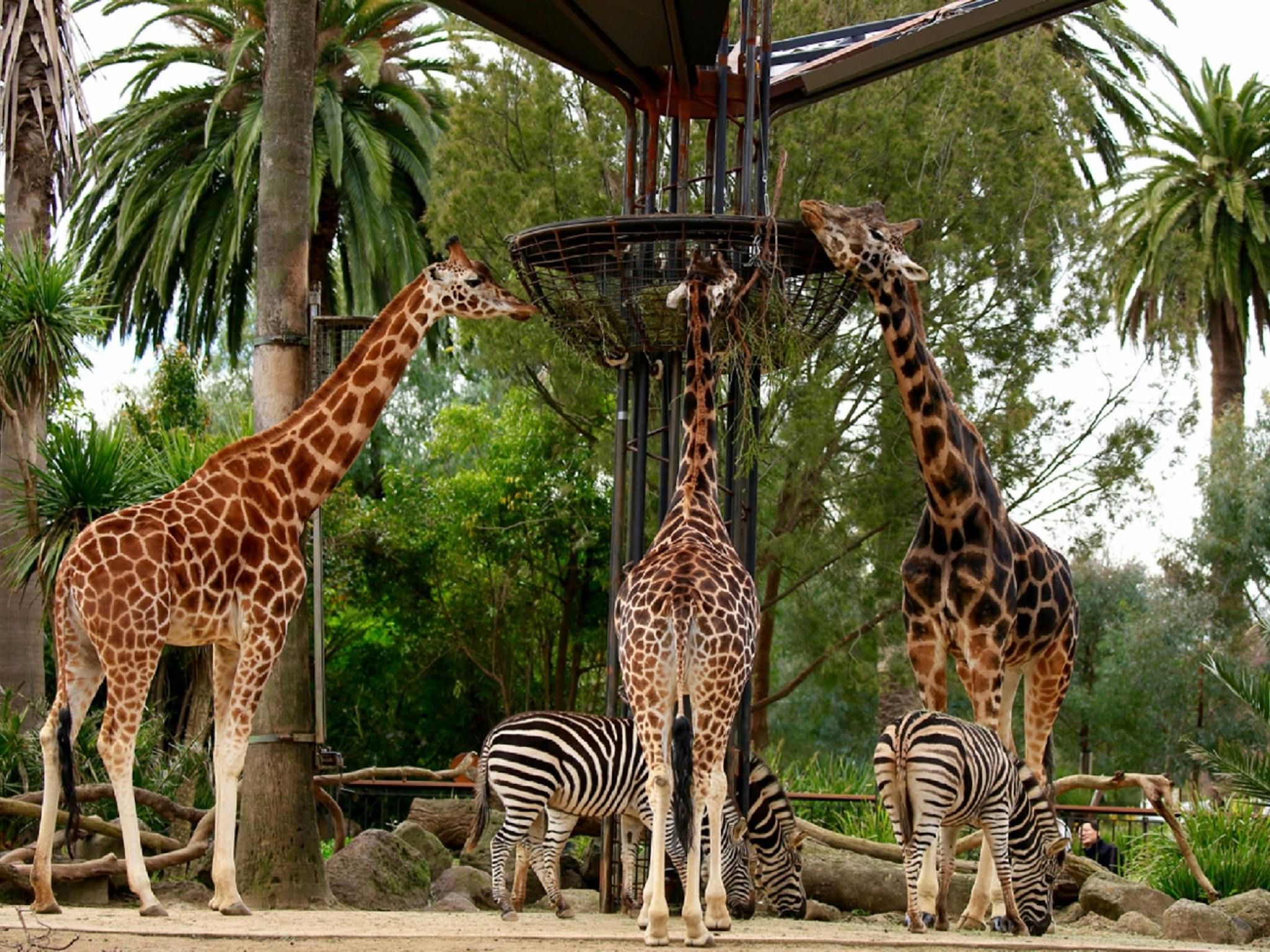 Melbourne Zoo - BIG4 Melbourne Holiday Park