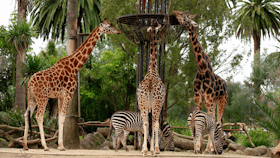 Melbourne Zoo