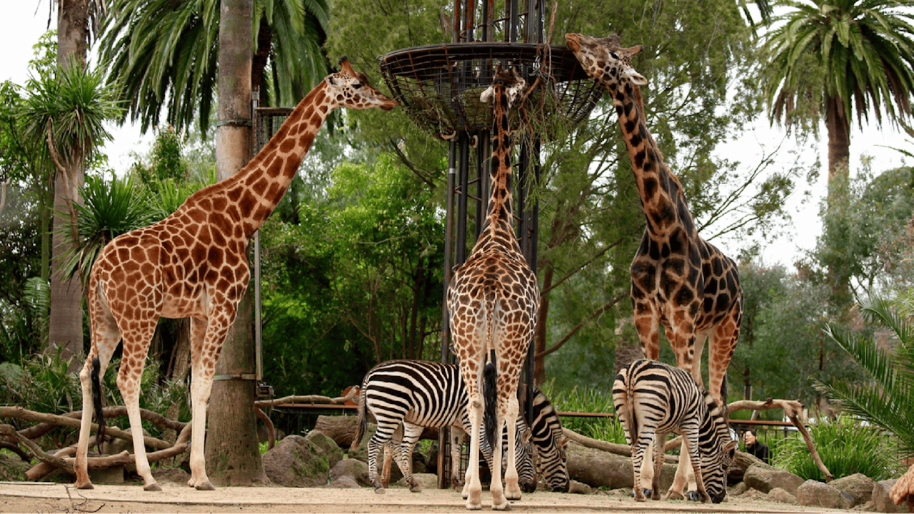 Giraffe viewing platform