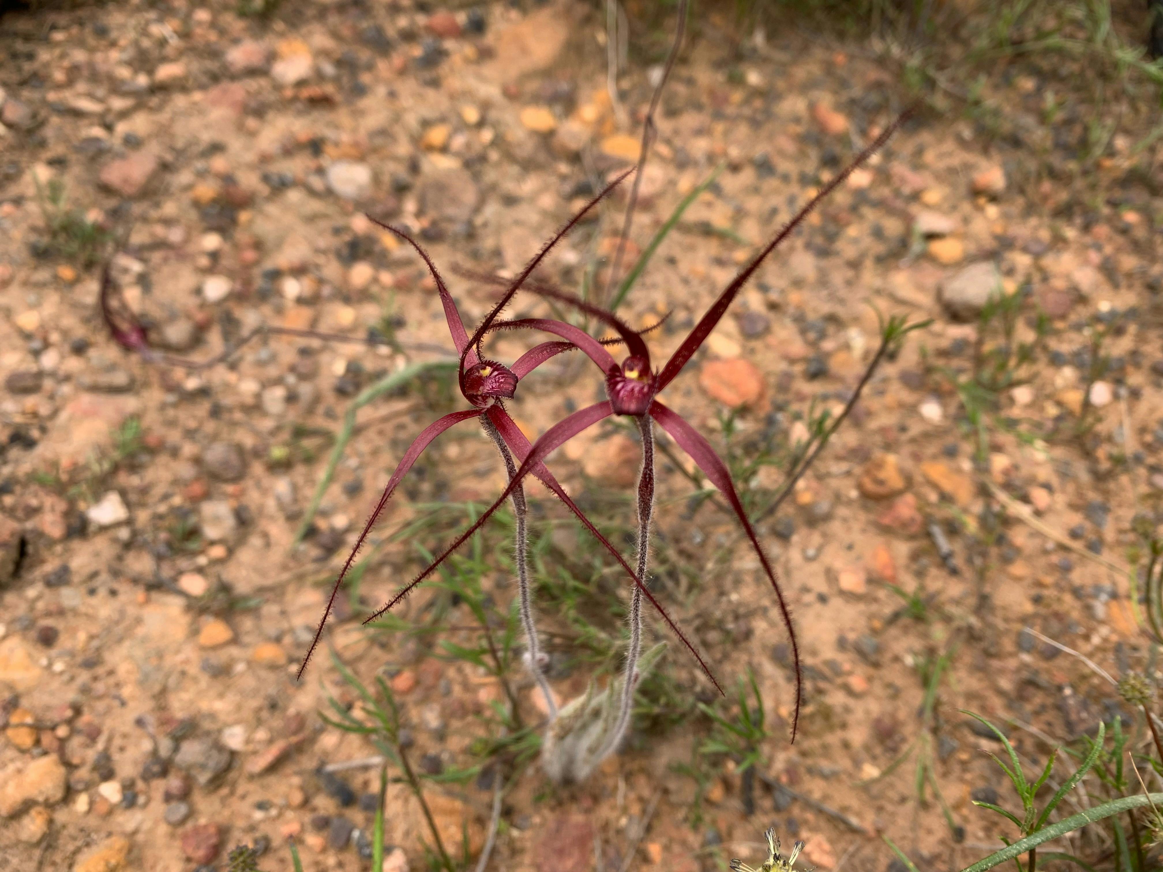 Two deep red orchids