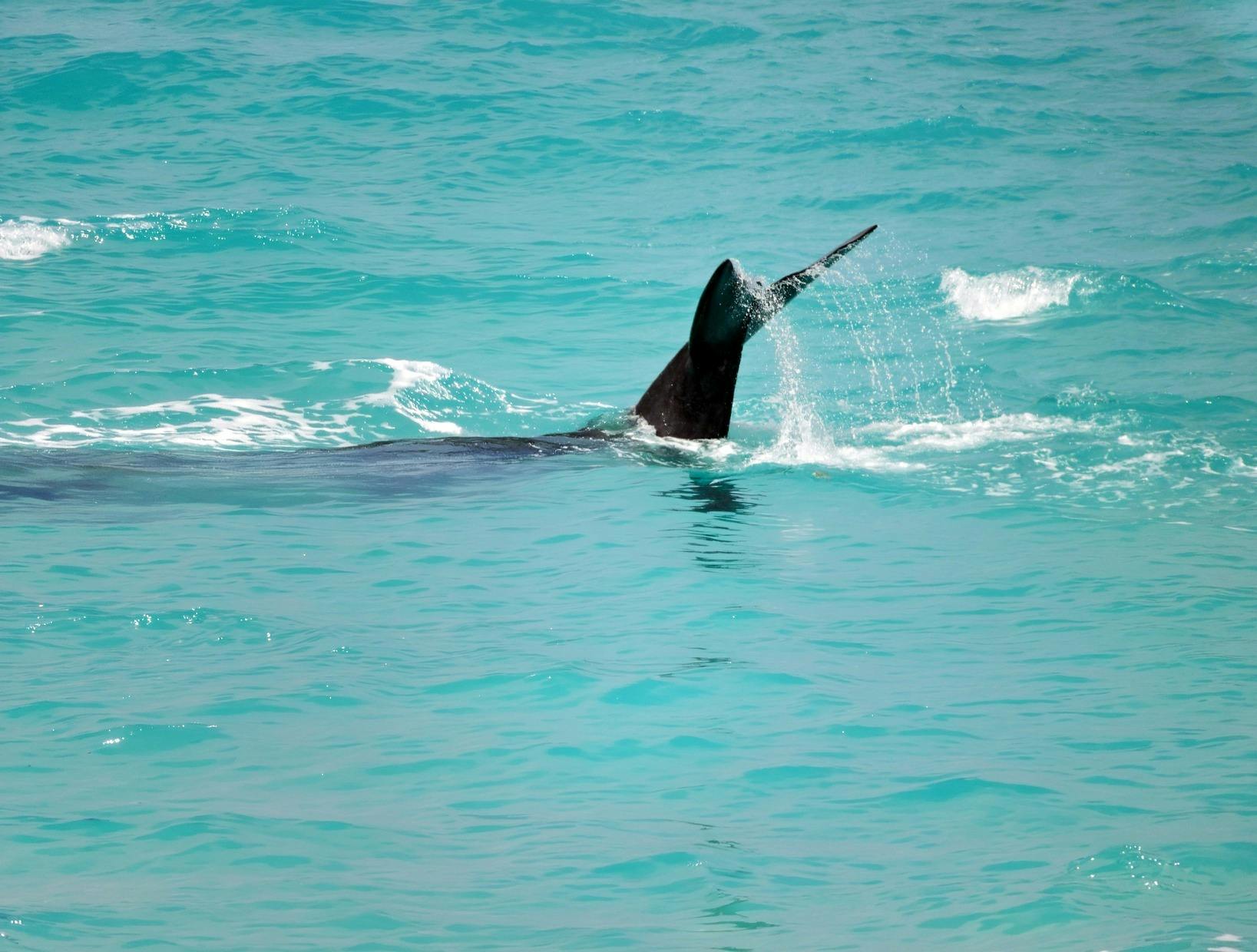 Head of Bight Whale Watching Centre
