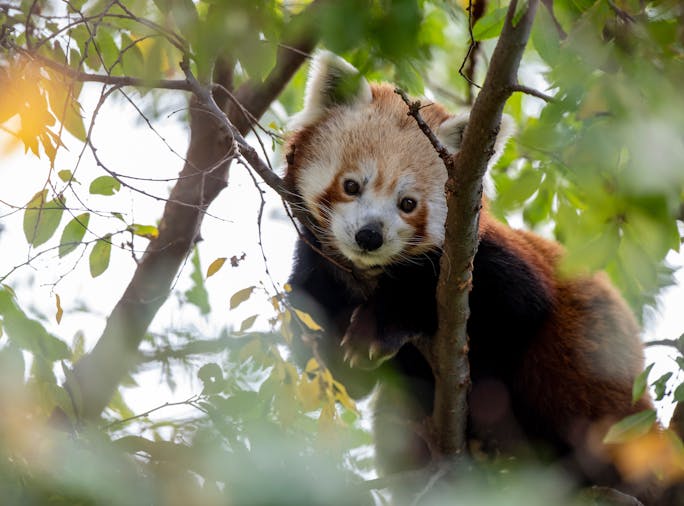 Panda and Friends Tour at Adelaide Zoo