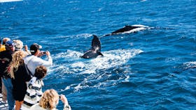 Whale watching in Hervey Bay