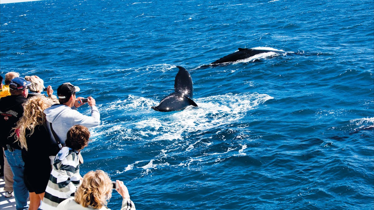 Whale watching in Hervey Bay