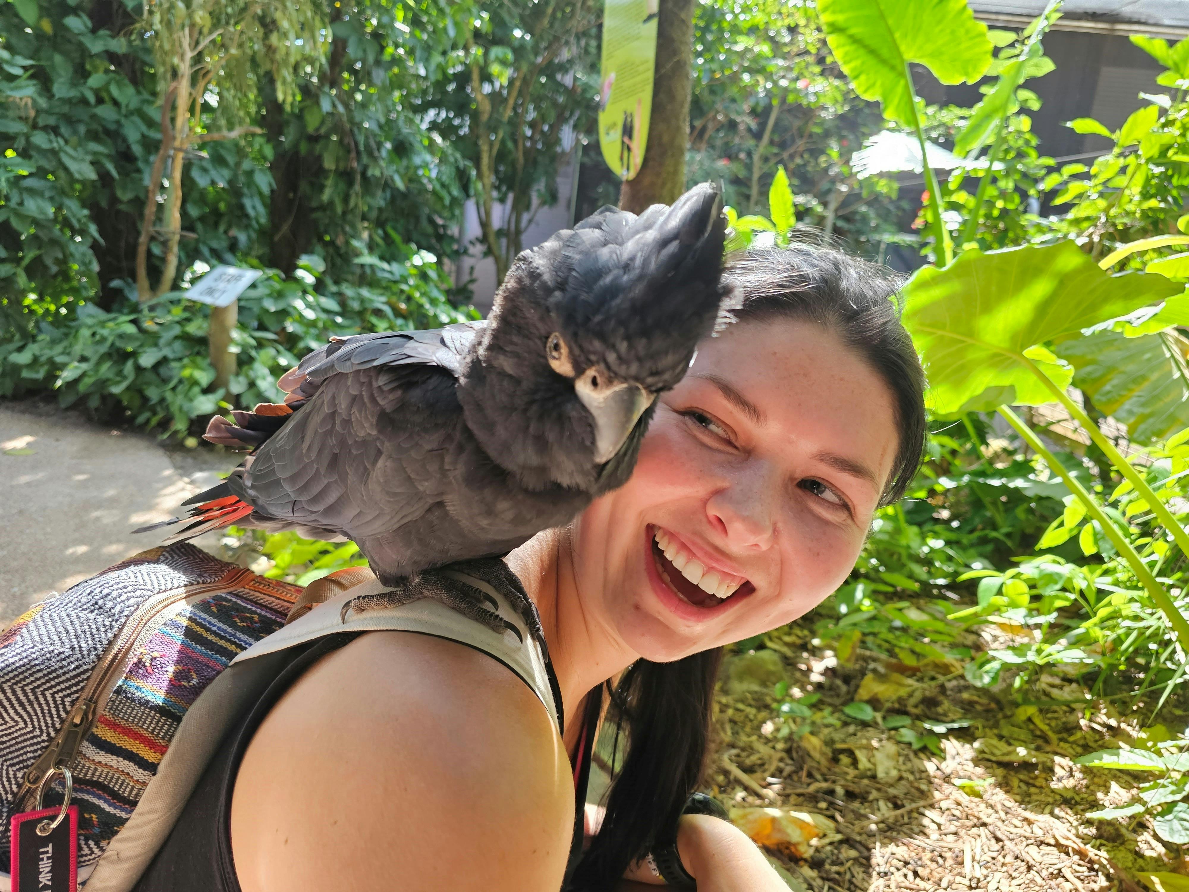 Tour 7A & 7B - Wildlife, The Daintree Rainforest & Mossmna Gorge