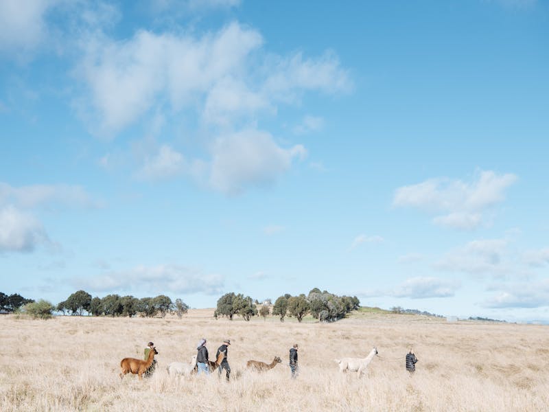 Image for Blackwattle Alpaca – Farm Tours