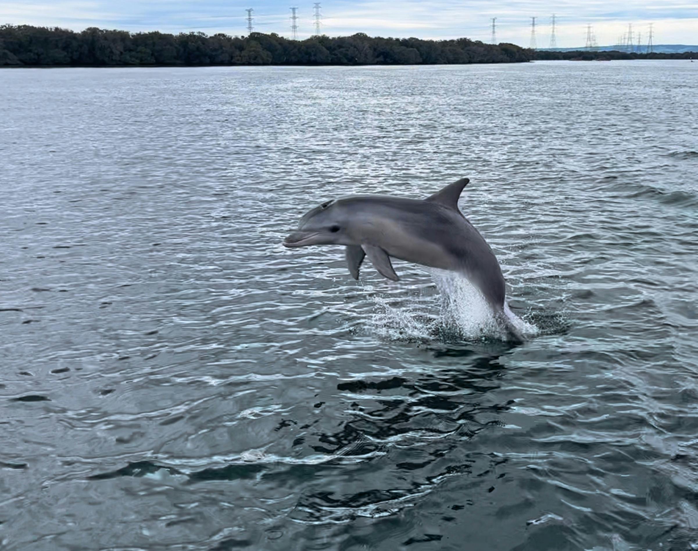 A baby bottlenose dolphin leaps from the water
