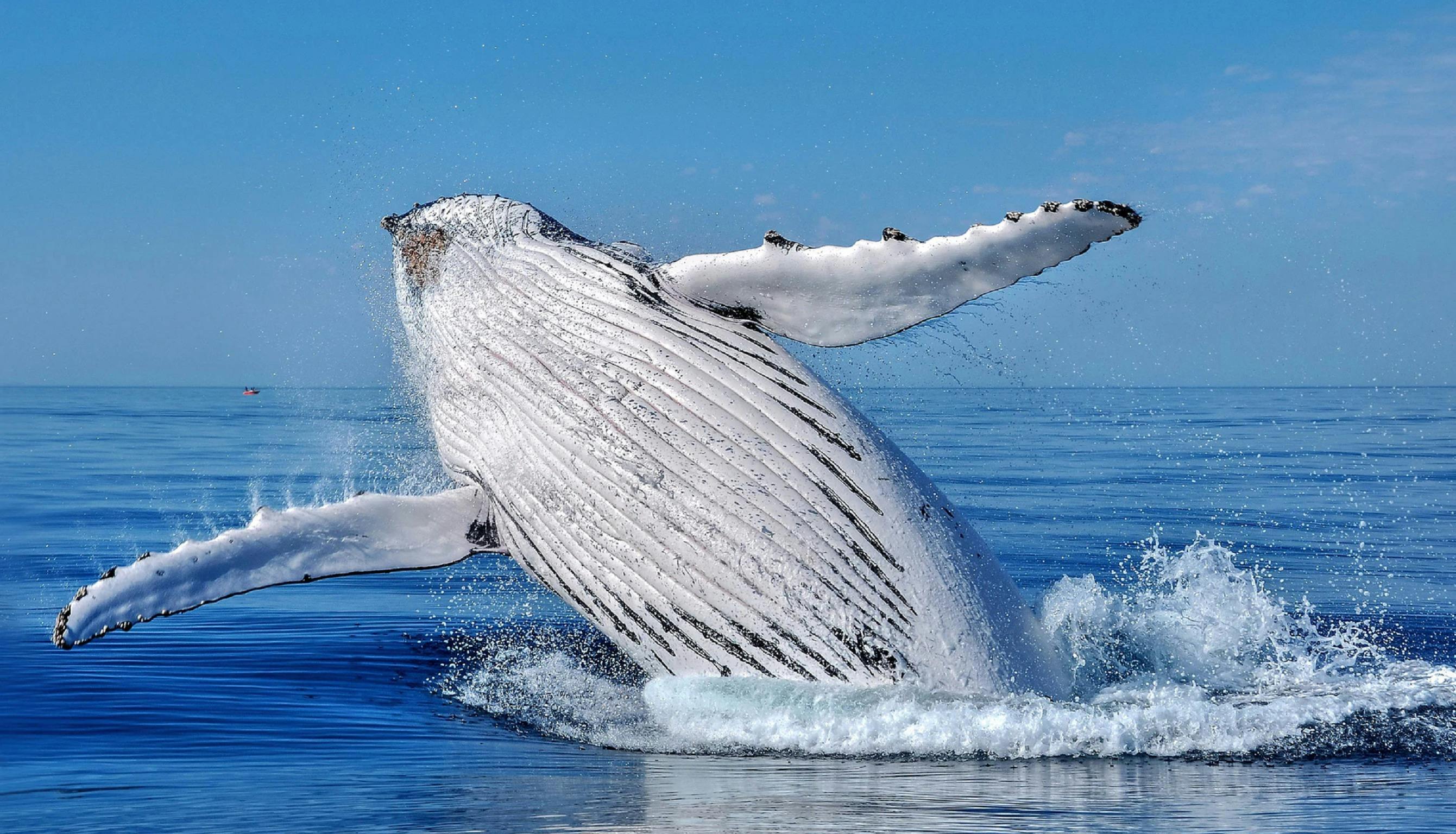 Humpbacyk in Geographe Ba