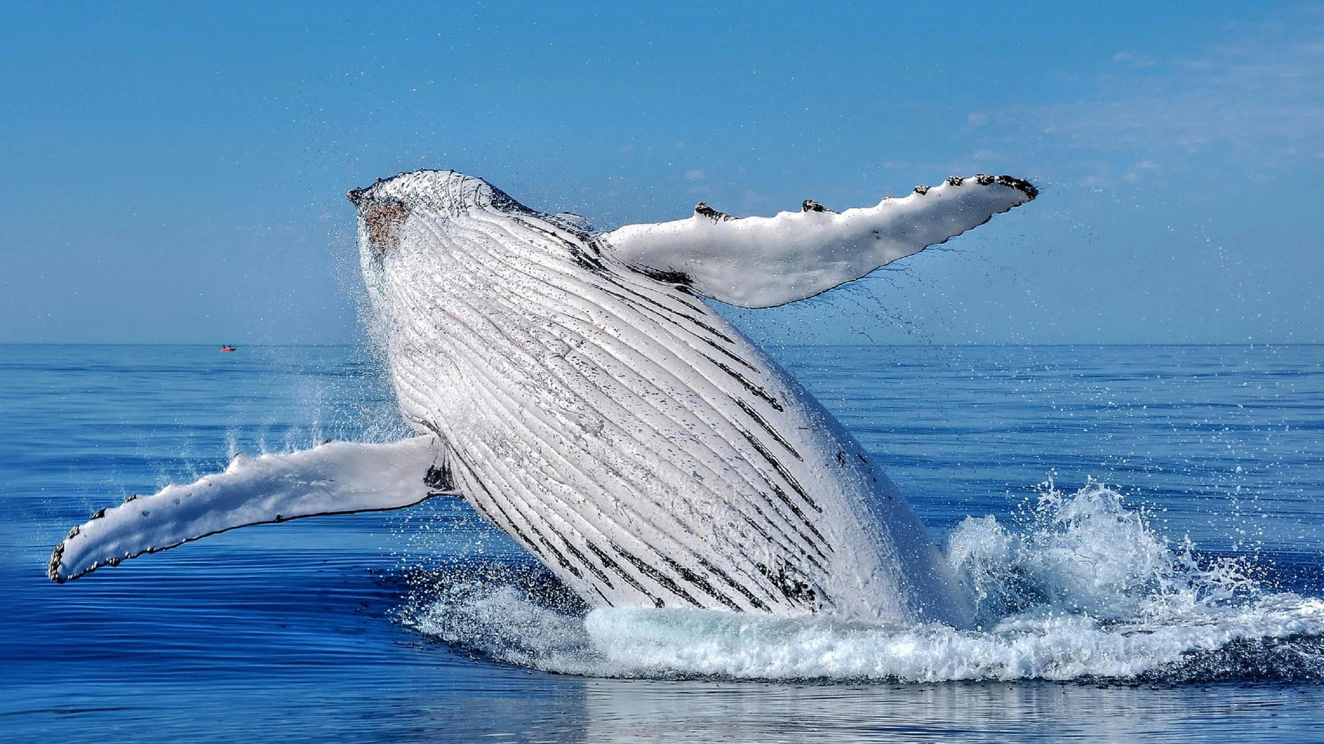 观鲸- Tourism Western Australia