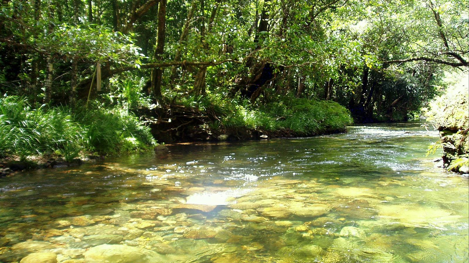 Daintree Rainforest swim with Tony's Tropical Tours