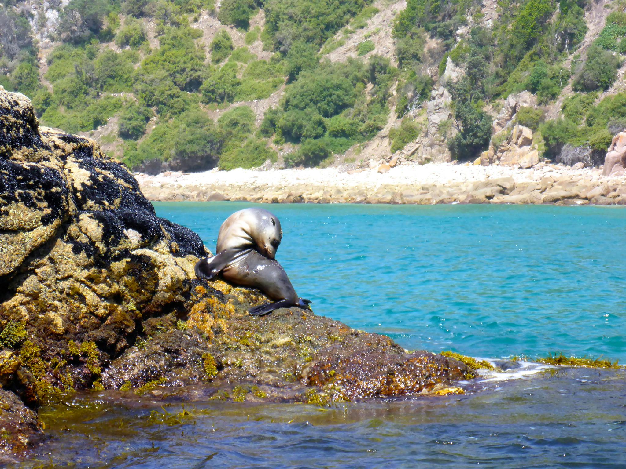 Paddling past a seal on a Phillip island Sea Kayak Tour