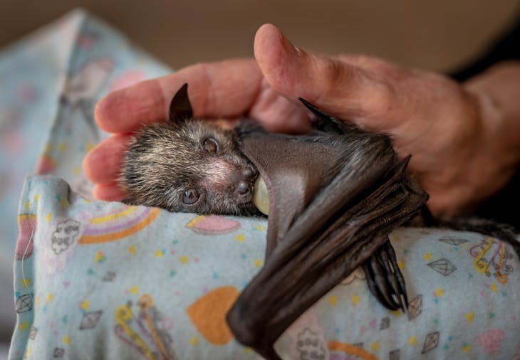 Wildlife Photographer of the Year
