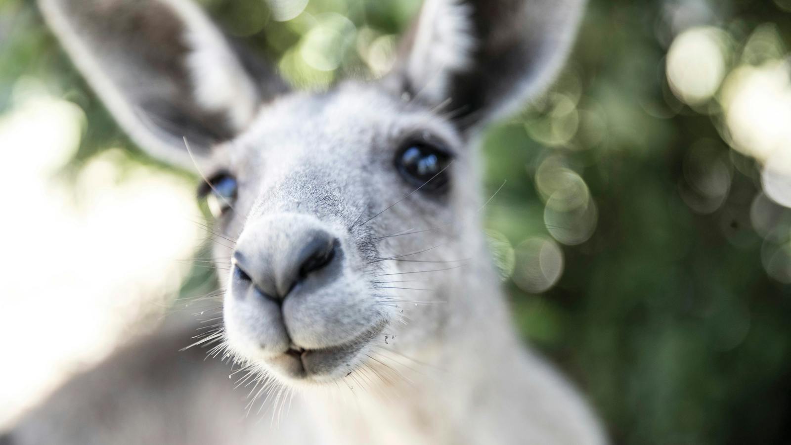Kangaroo