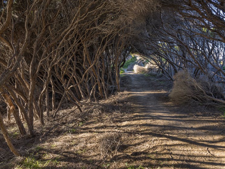 Tura Beach, Tura Headland, Walks, sapphire coast