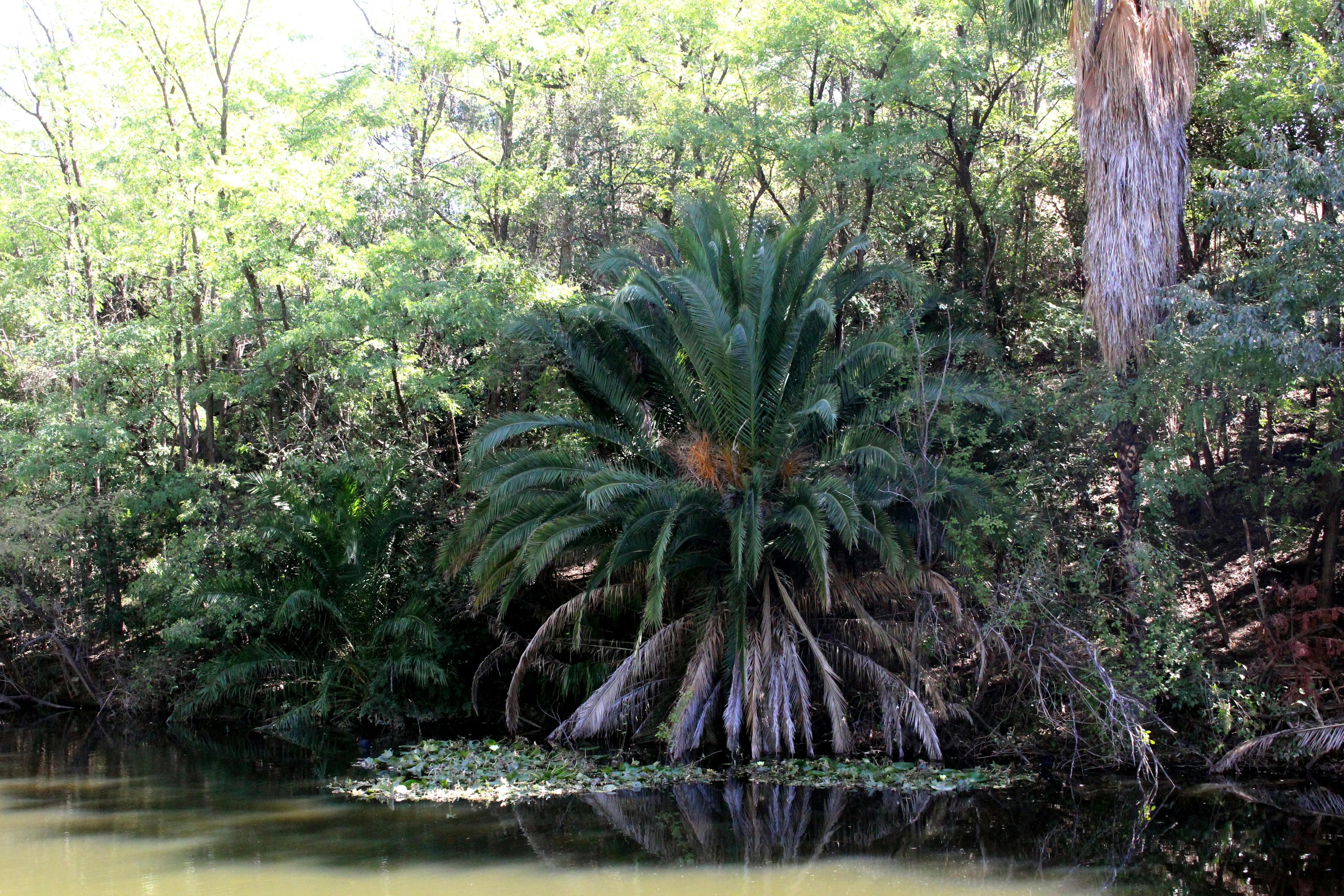 Ferns at the Arboretum