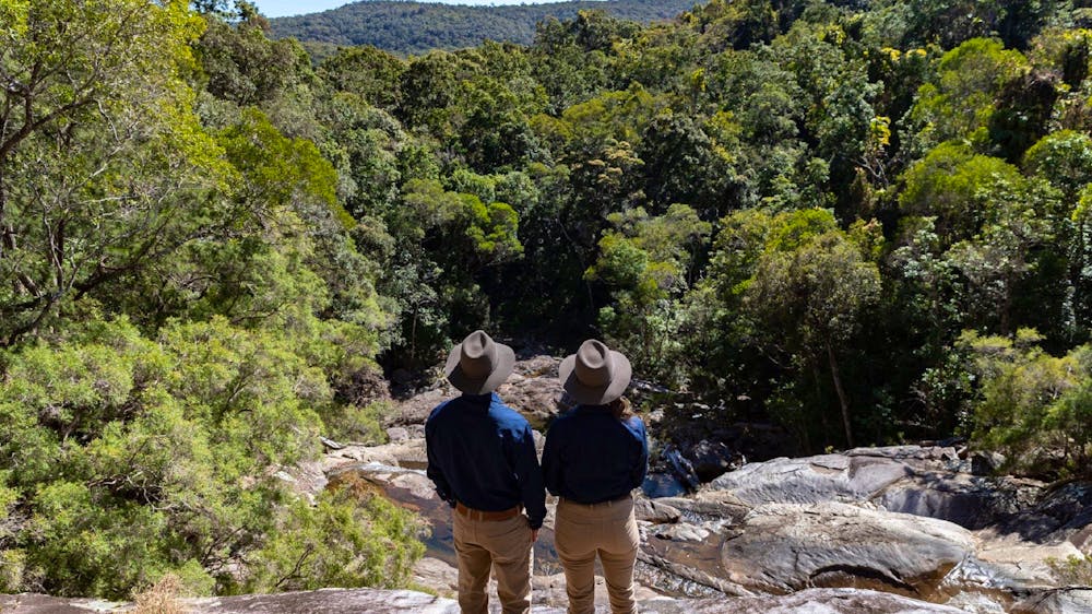 North Queensland Tours - World Heritage Rainforest