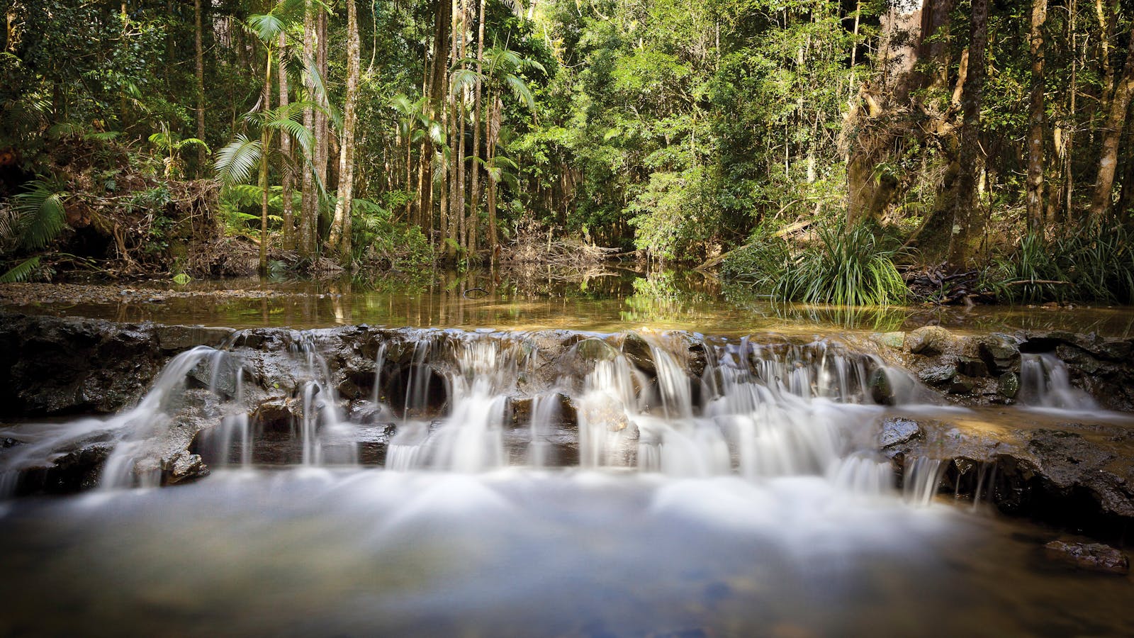 Orara East State Forest