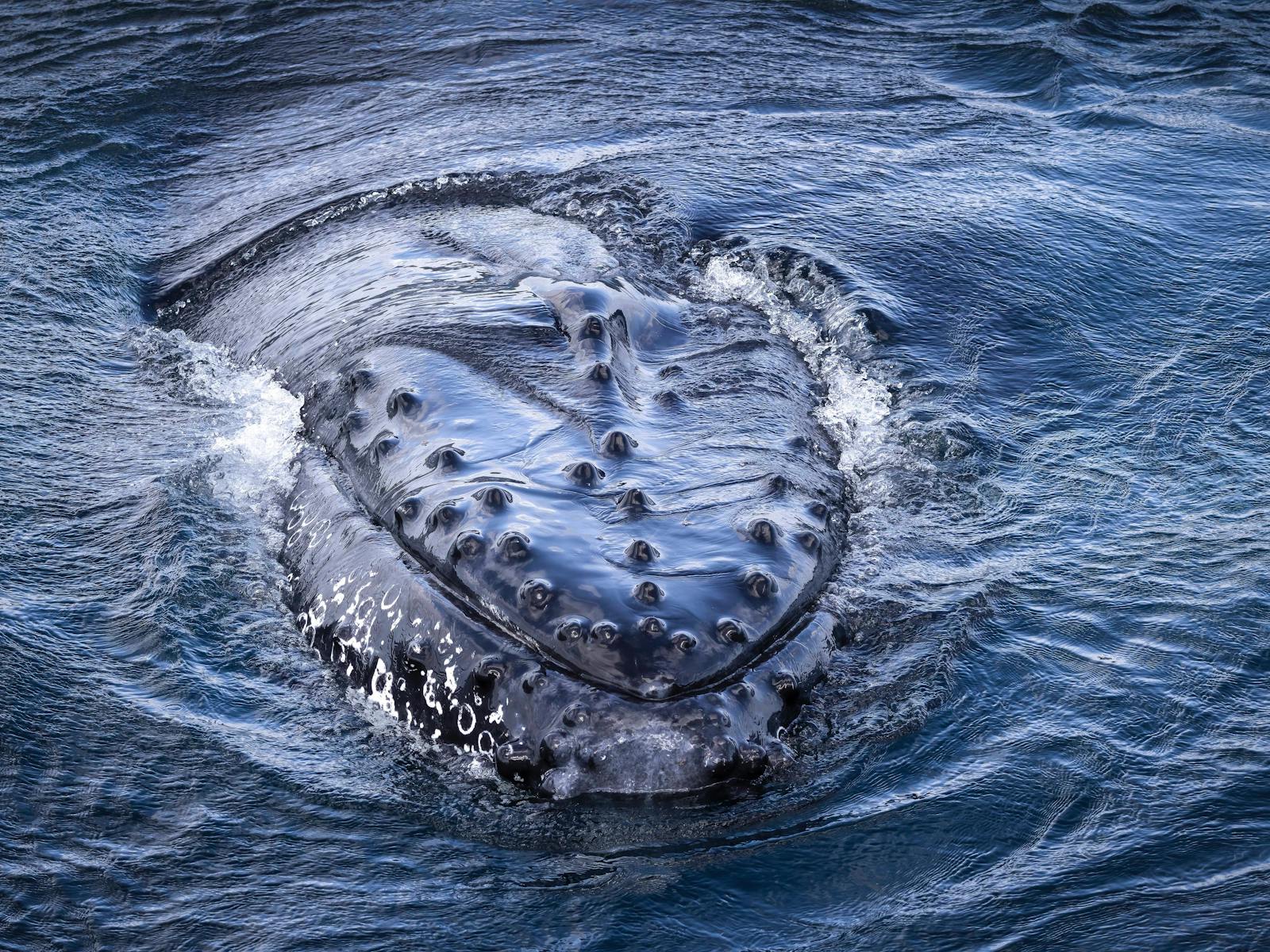 Eden Whale Watching Cruise NSW Holidays Accommodation Things To Do eden-whale-watching-cruise-nsw-holidays-accommodation-things-to-do