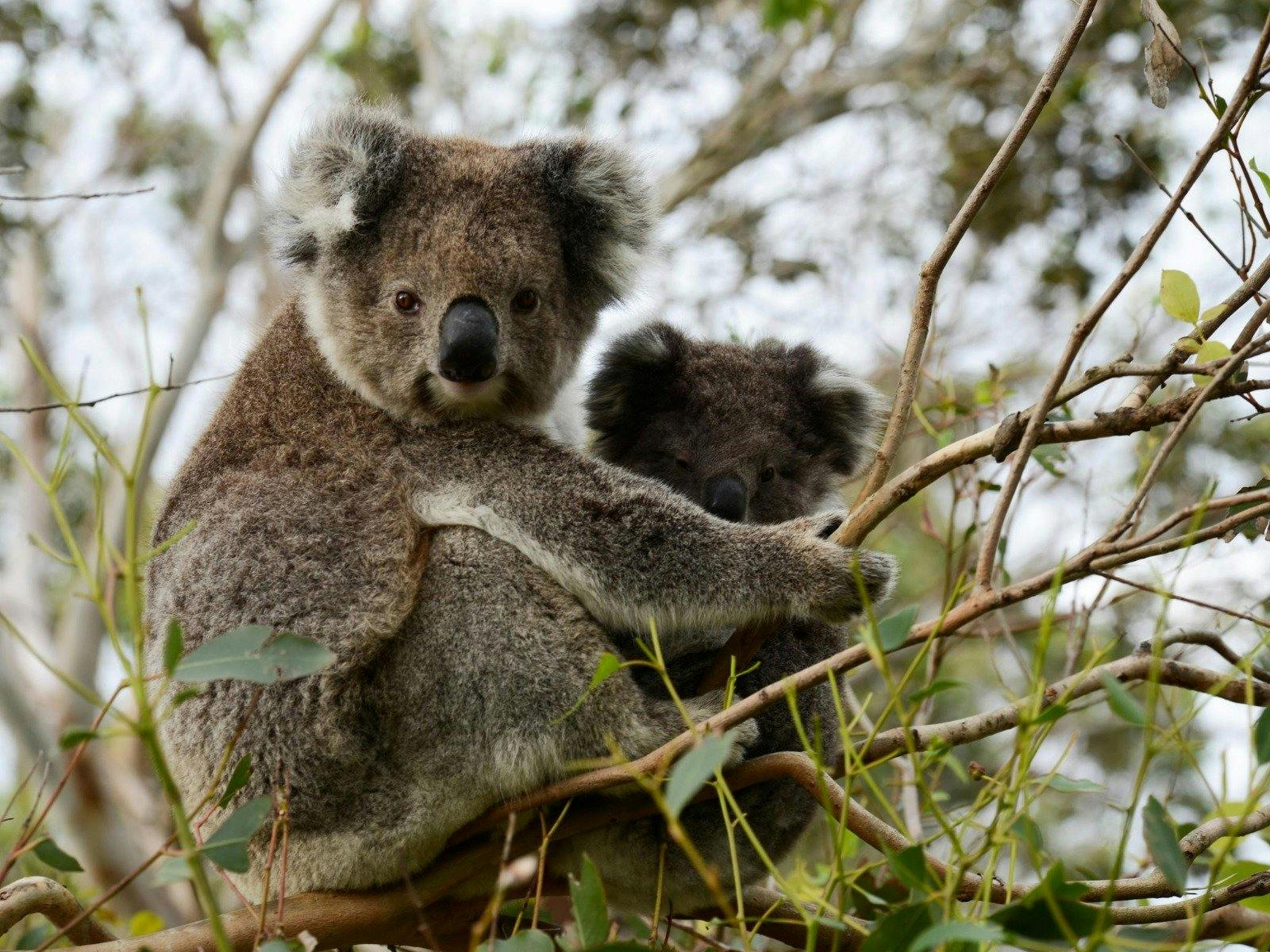 Spot Koalas on the Lighthouse Road