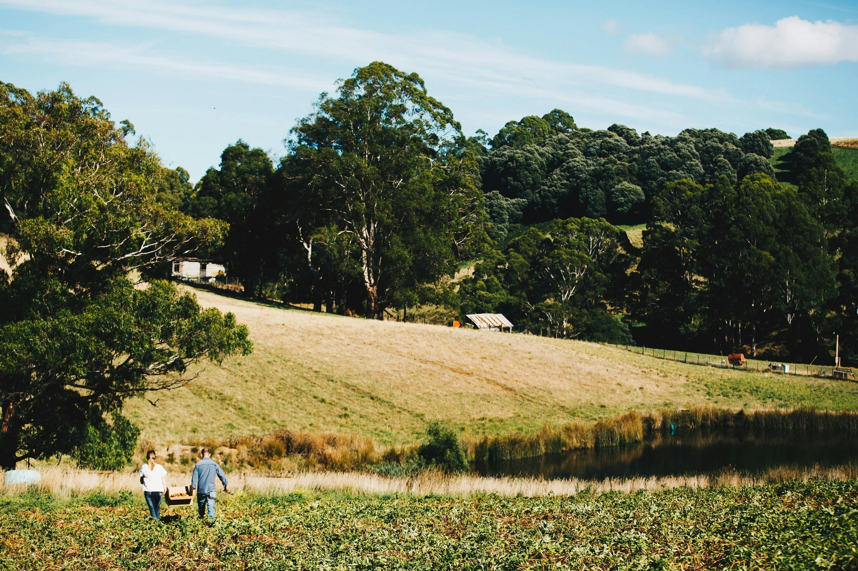 A farm view of rolling productive hills, with native bush in the background
