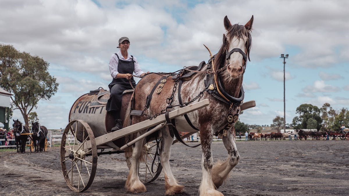 Furphy Water Cart at Darling Downs Heavy Horse Festival