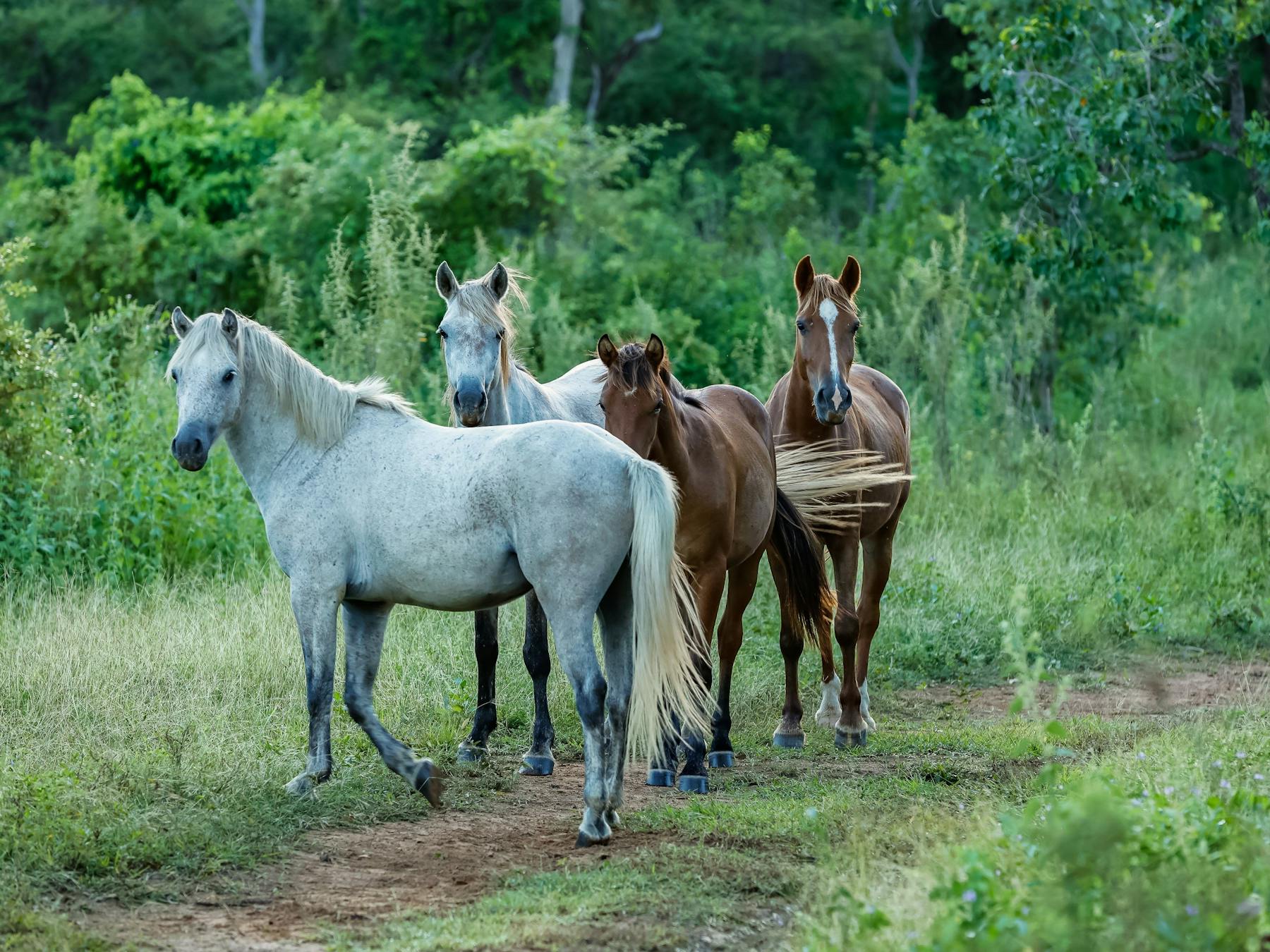 Alligator Creek Trail Run