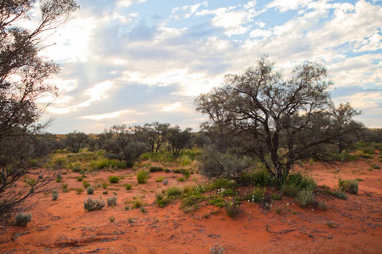 MungaThirri Simpson Desert Conservation Park and Regional Reserve