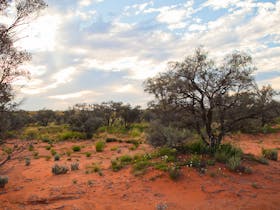 Gidgee trees