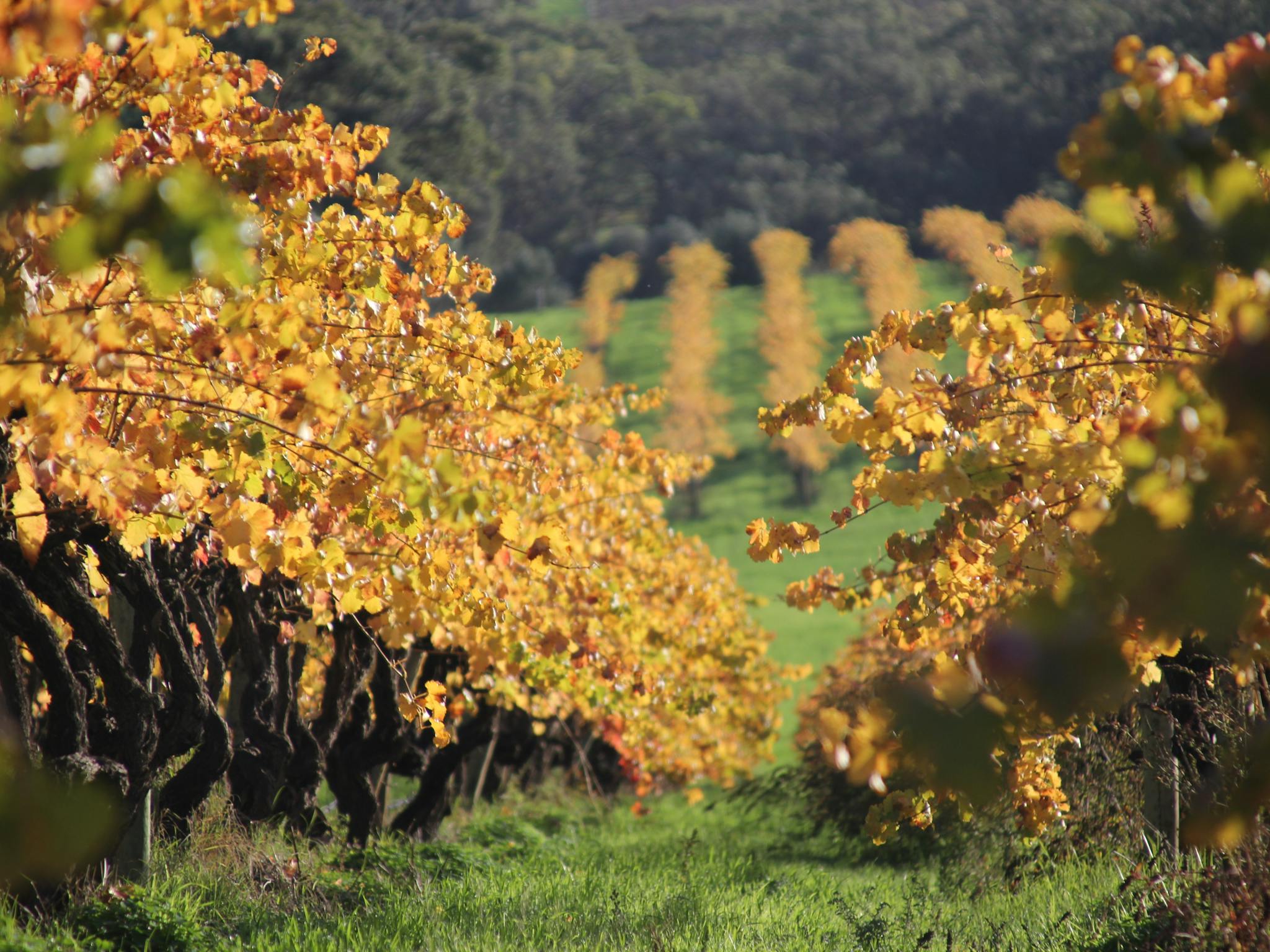 Cellar Door views