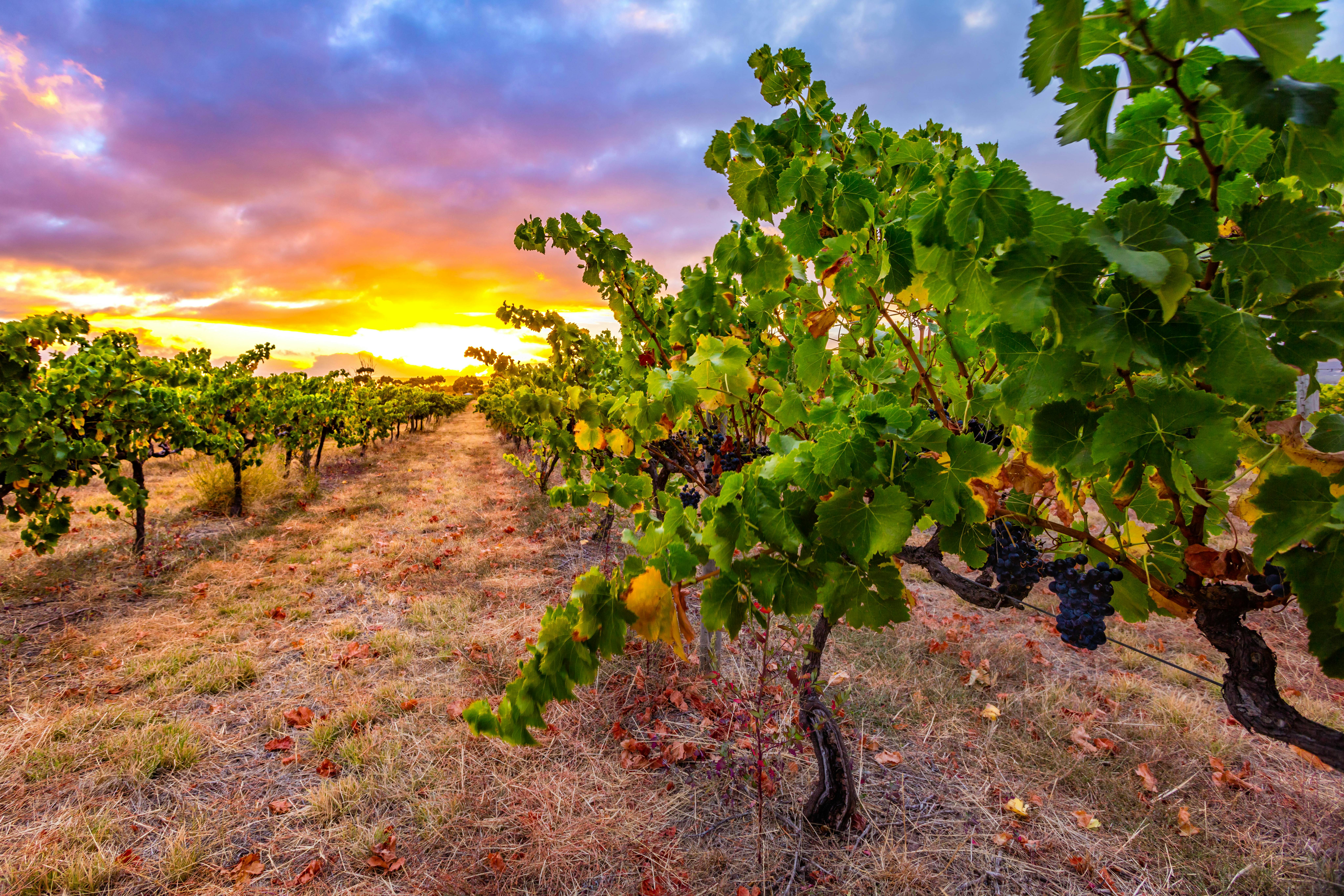 Patritti, winery, vineyard, mclaren vale, mclaren vale winery, adelaide, wine