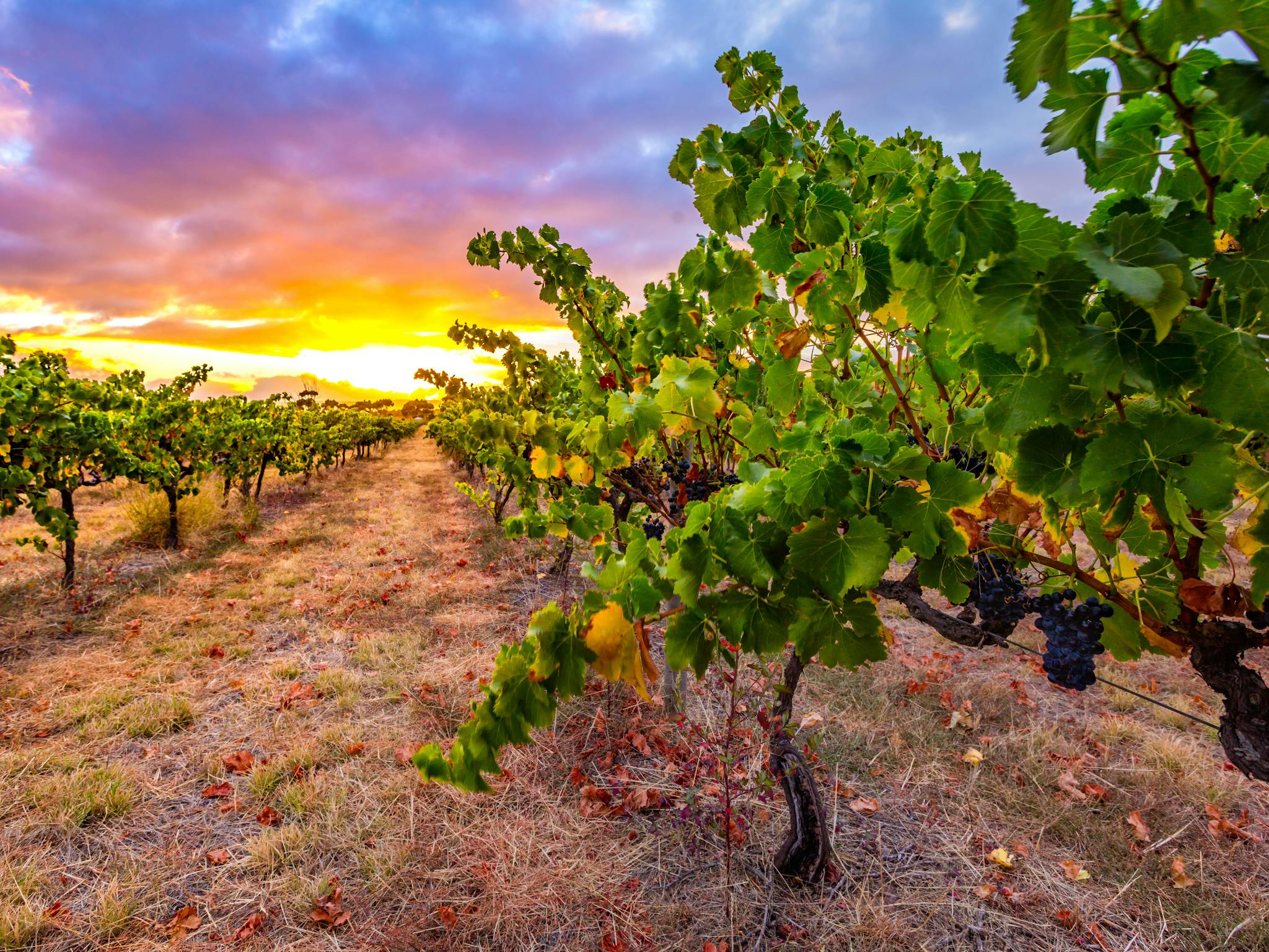 Patritti, winery, vineyard, mclaren vale, mclaren vale winery, adelaide, wine