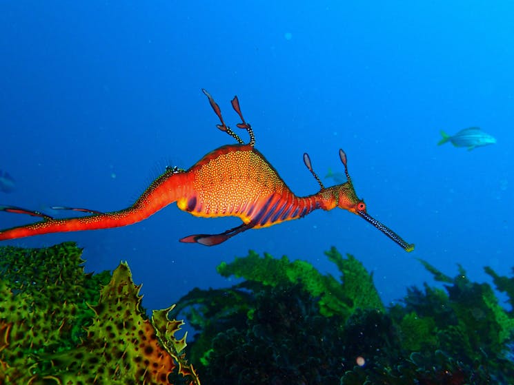 A Weedy Seadragon swims through kelp