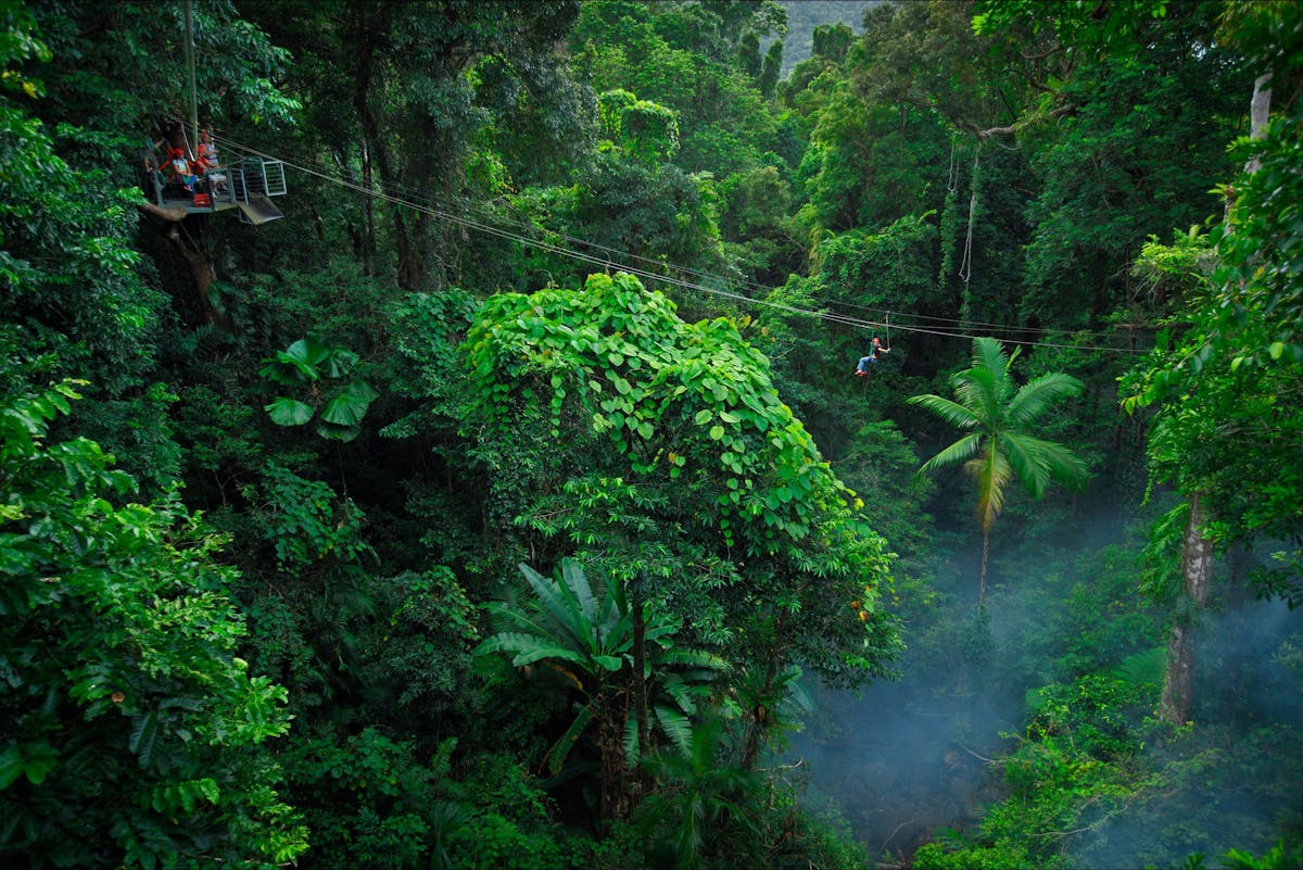 Jungle Surfing Canopy Tours and Jungle Adventures Nightwalks