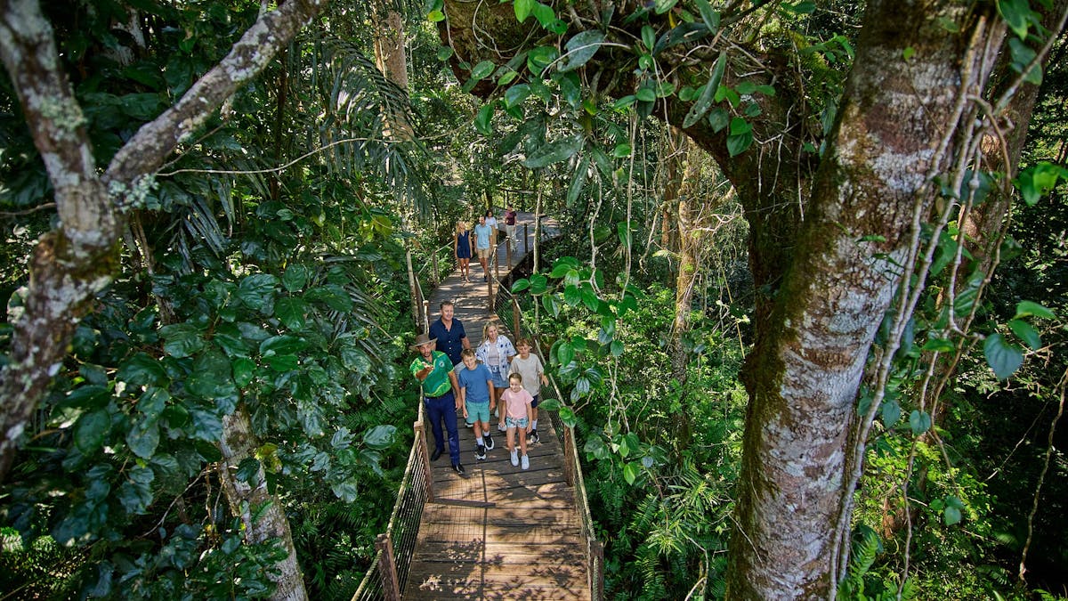 A family led by Skyrail Ranger on a boardwalk surrounded by rainforest with a large tree trunk close