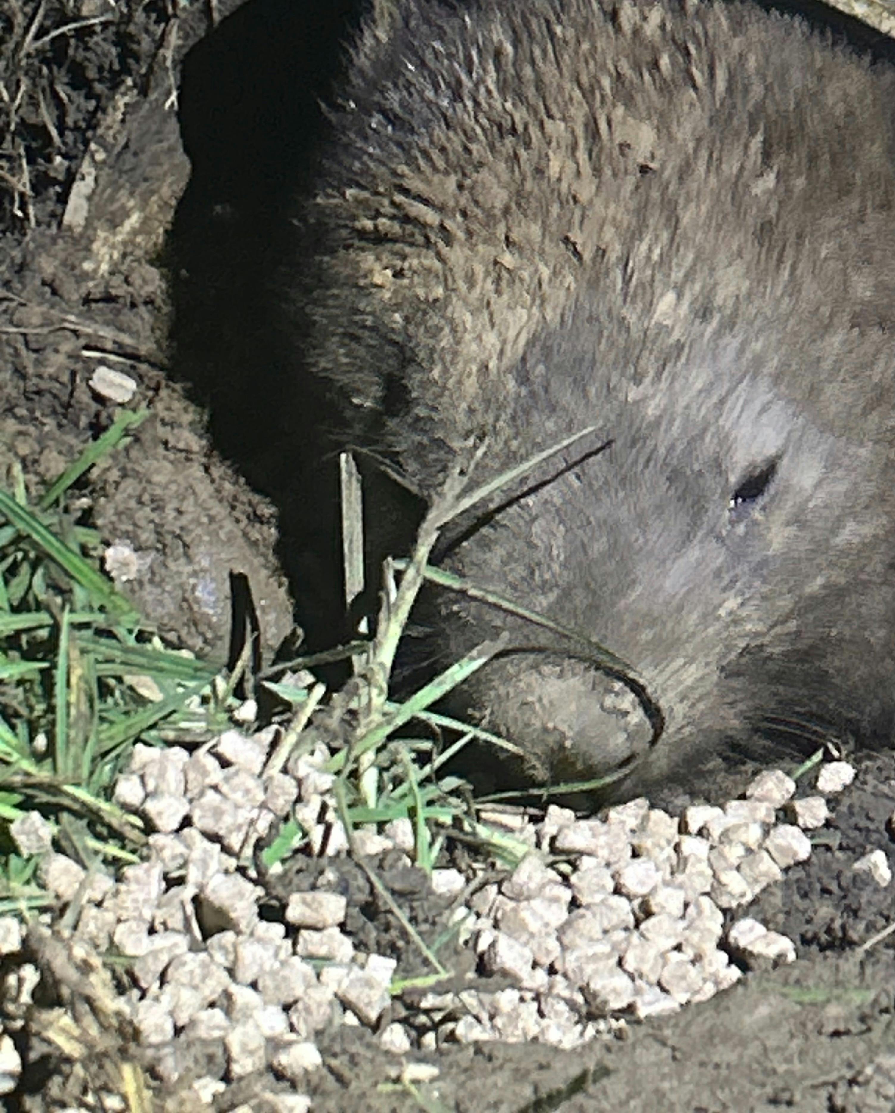 One of scribbly Farms resident wombat's coming out to feed at dusk