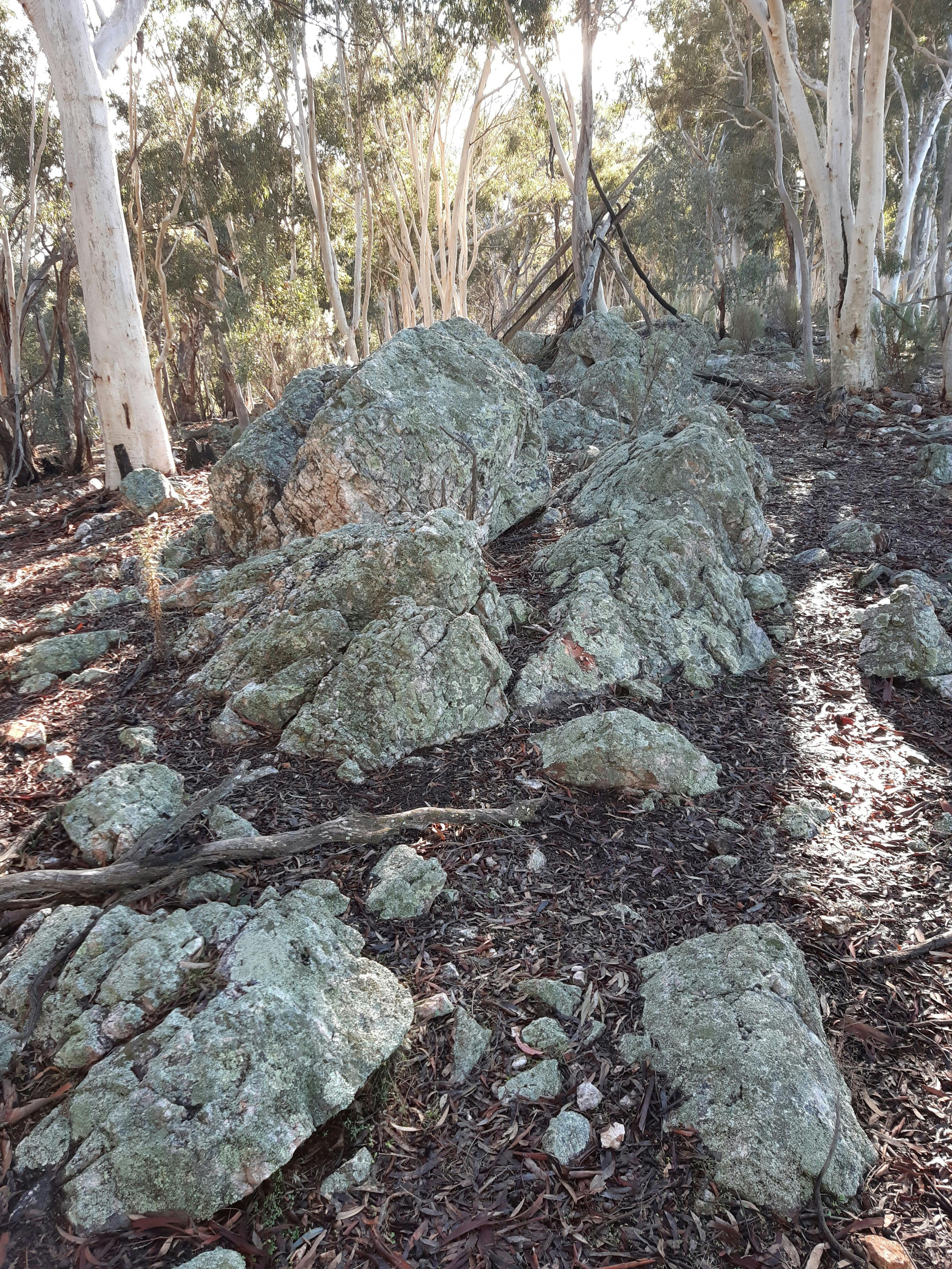Lichen covered quartz boulders in a woodland setting