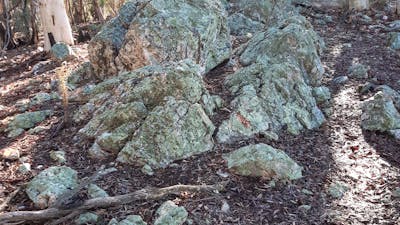 Lichen covered quartz boulders in a woodland setting
