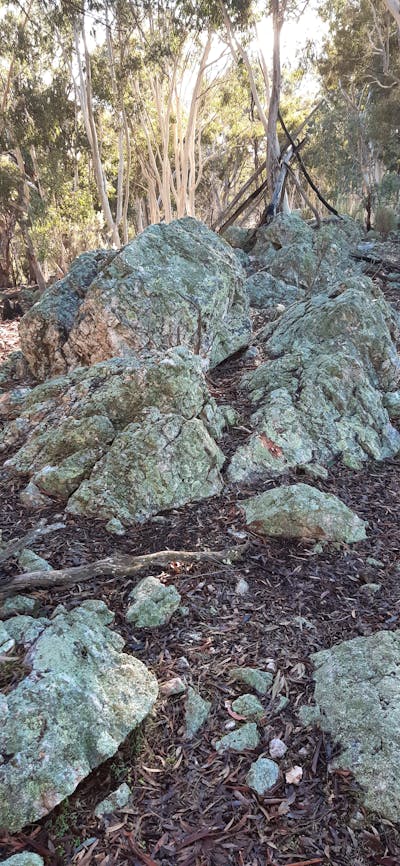 Lichen covered quartz boulders in a woodland setting