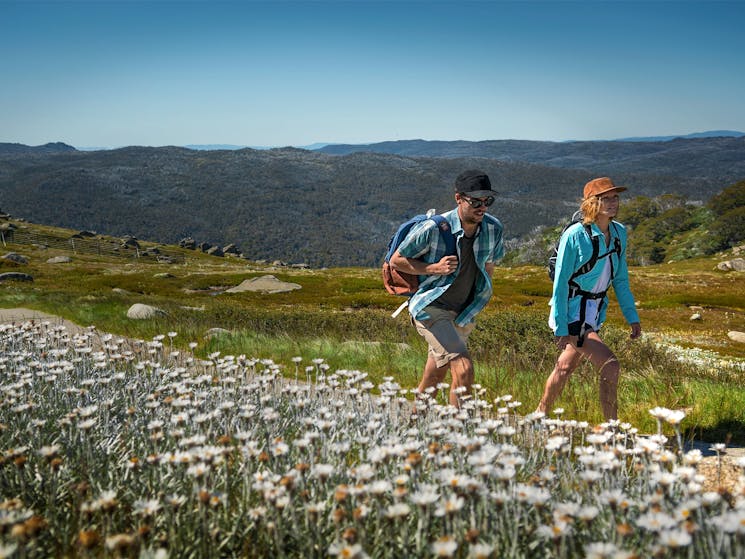 Hike through fields of wildflowers on your way to Mt Kosciuszko