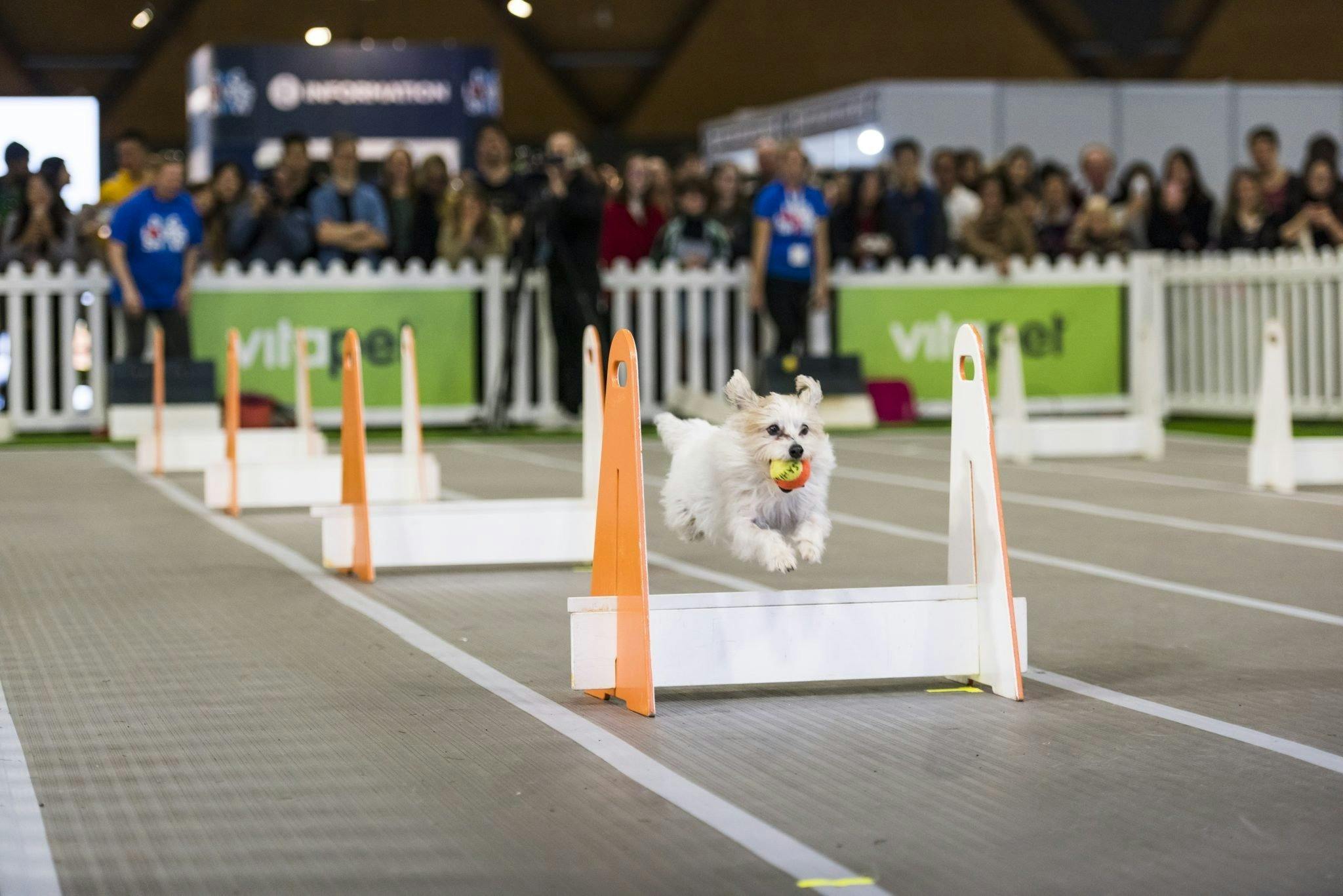 Dog Lovers Festival Melbourne