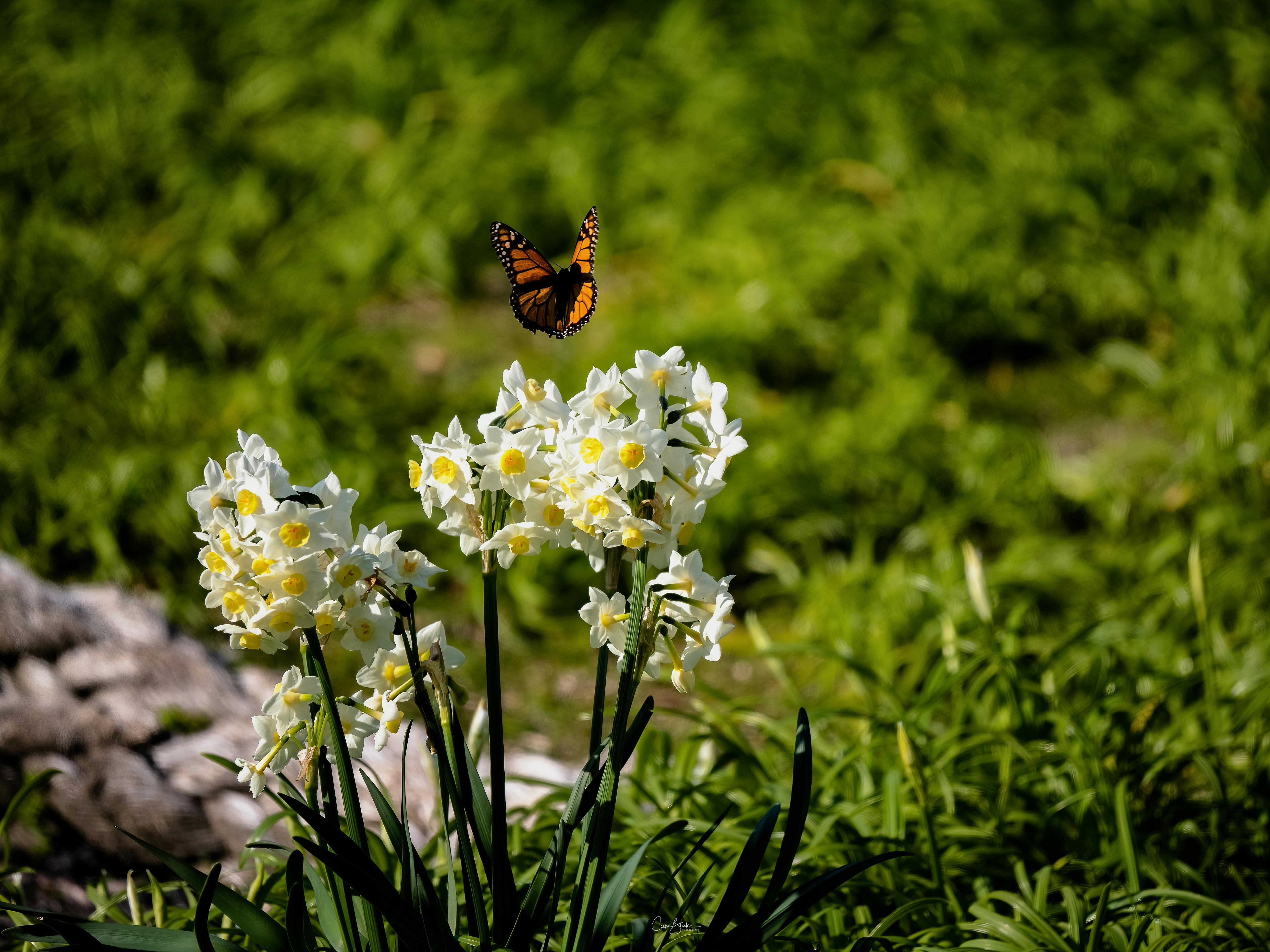 butterfly and wildflowers