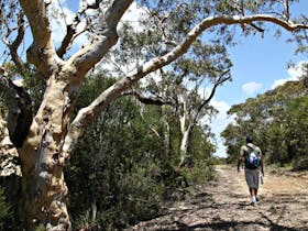 Salvation loop, Ku-ring-gai Chase National Park. Photo: Andy Richards/NSW Government