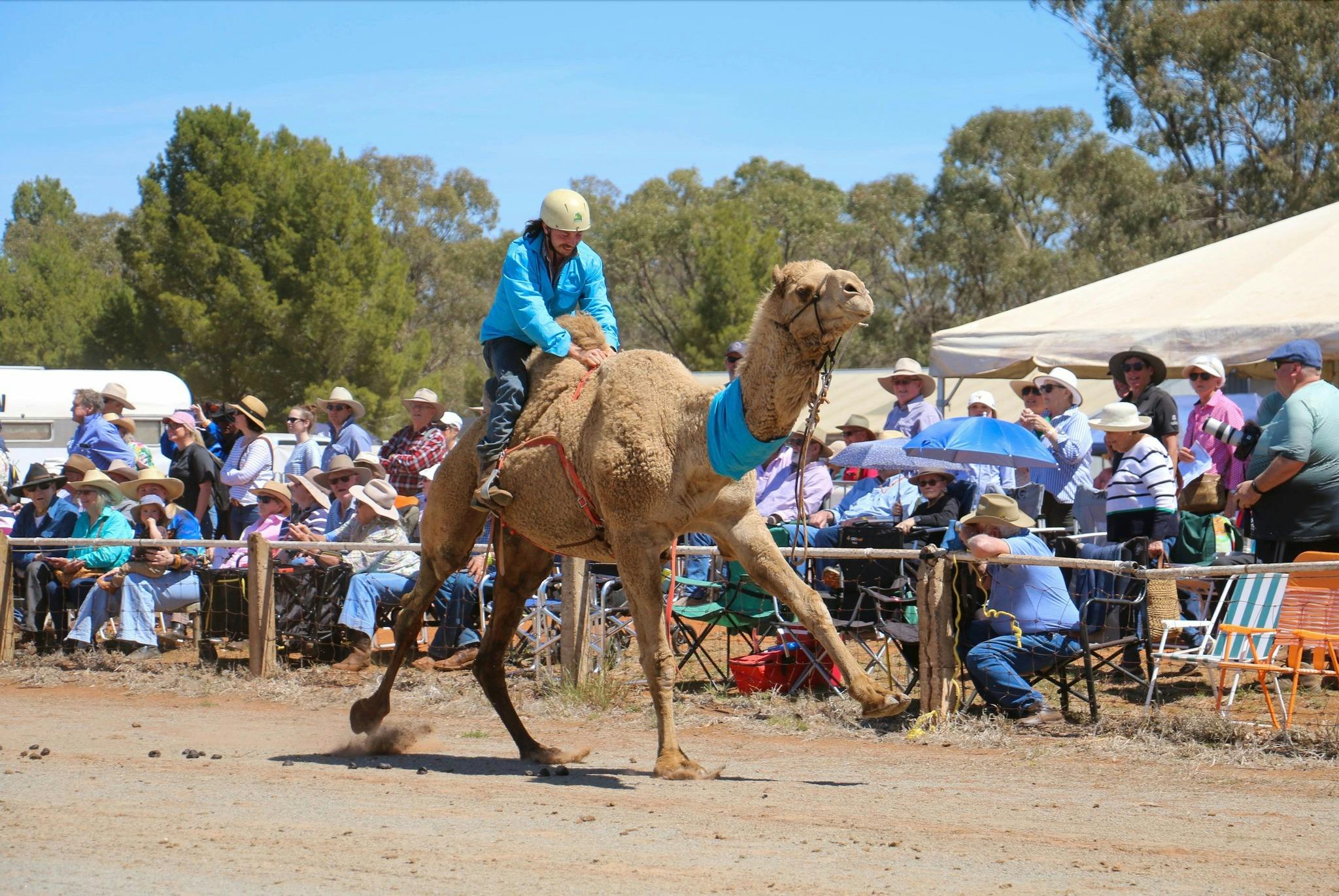 Person riding camel in front of crowd