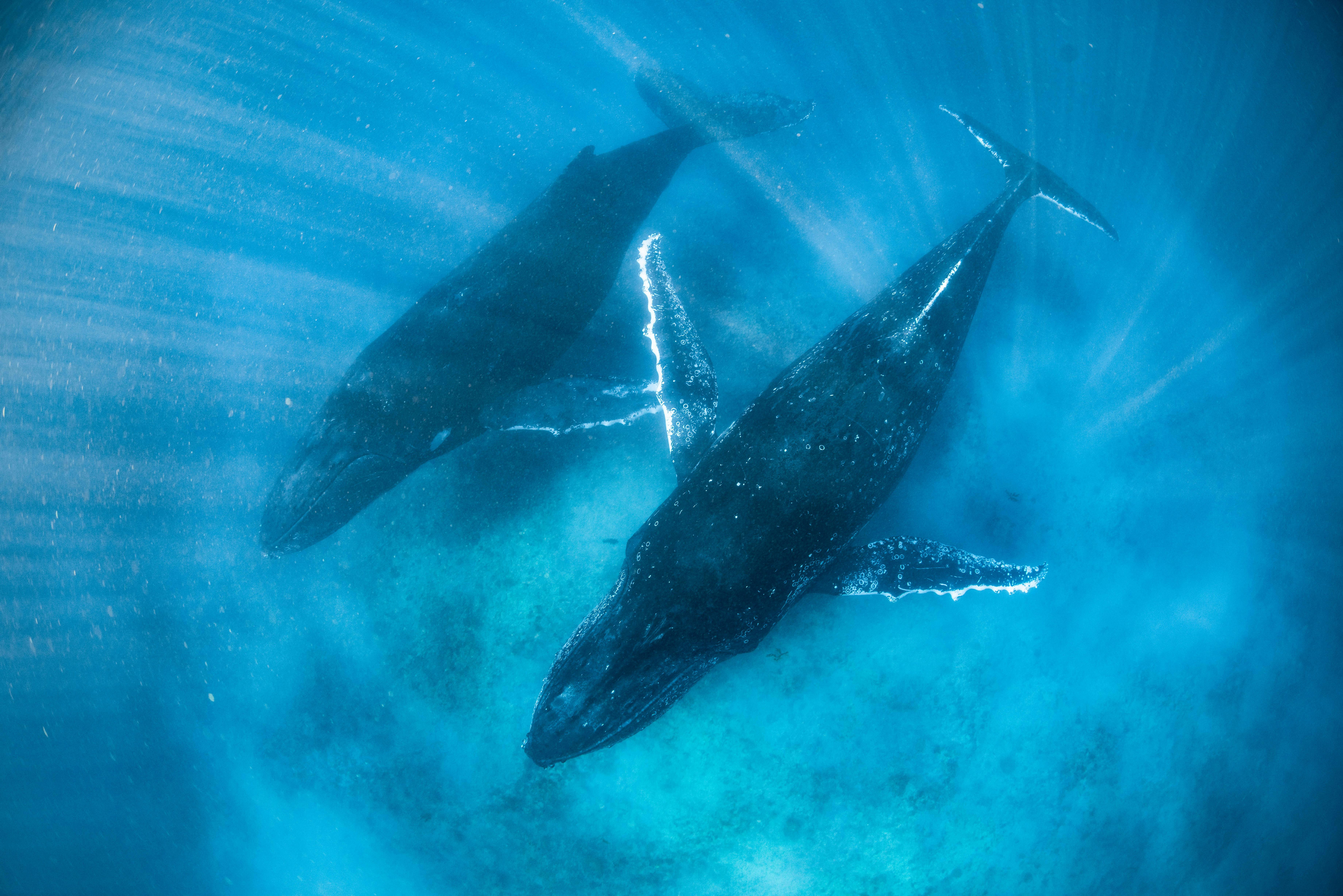 Humpback Whales swimming below