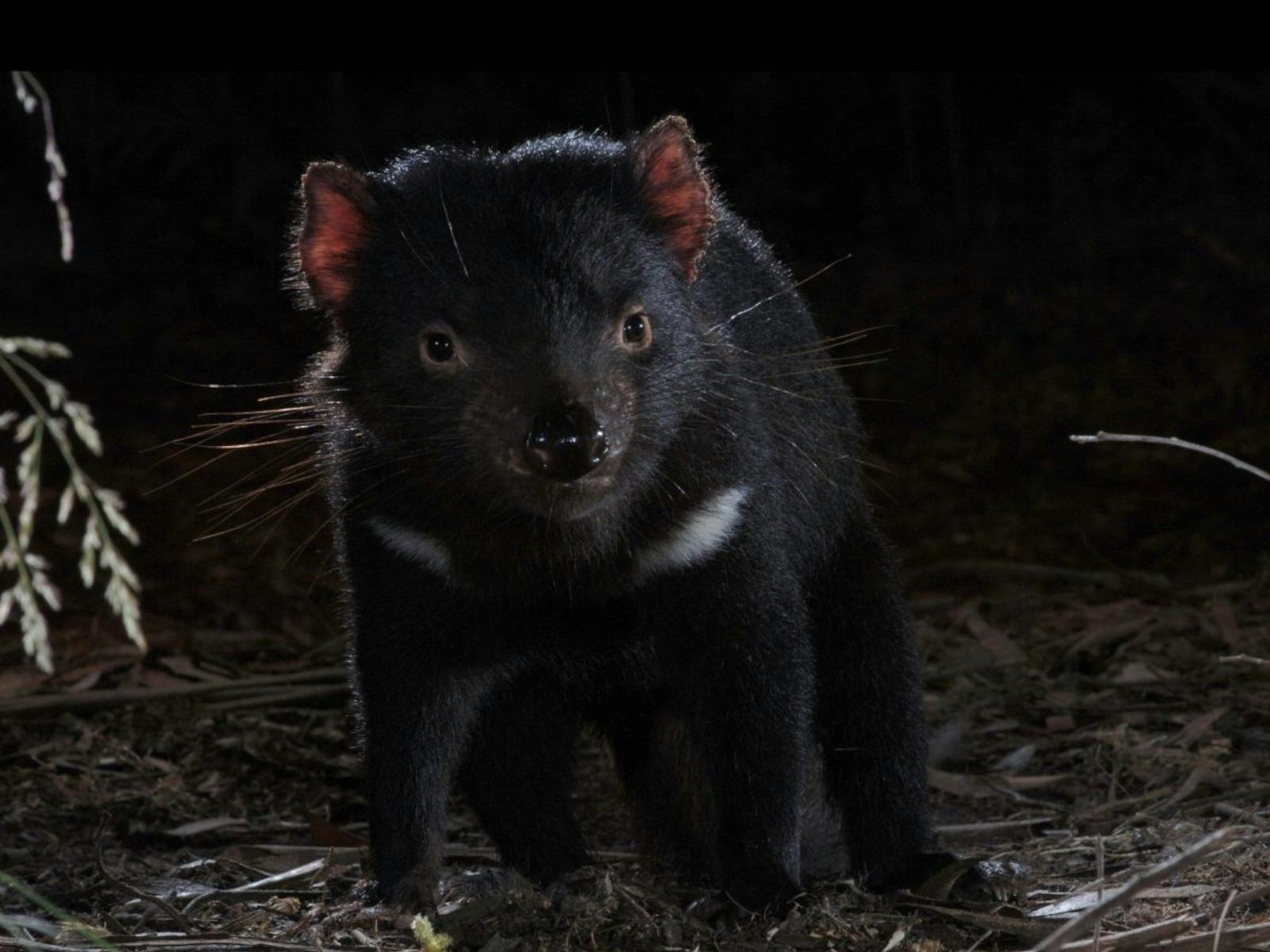 Photo of a Tasmanian devil, outside, in the dark.