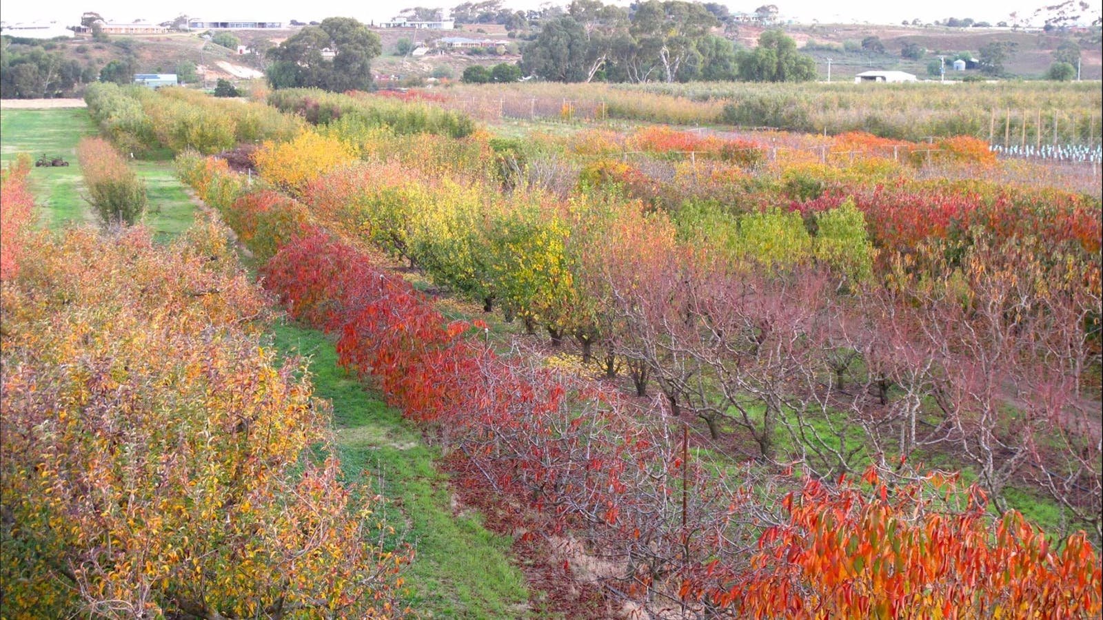 Payne's Orchards