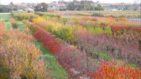 Payne's Orchards