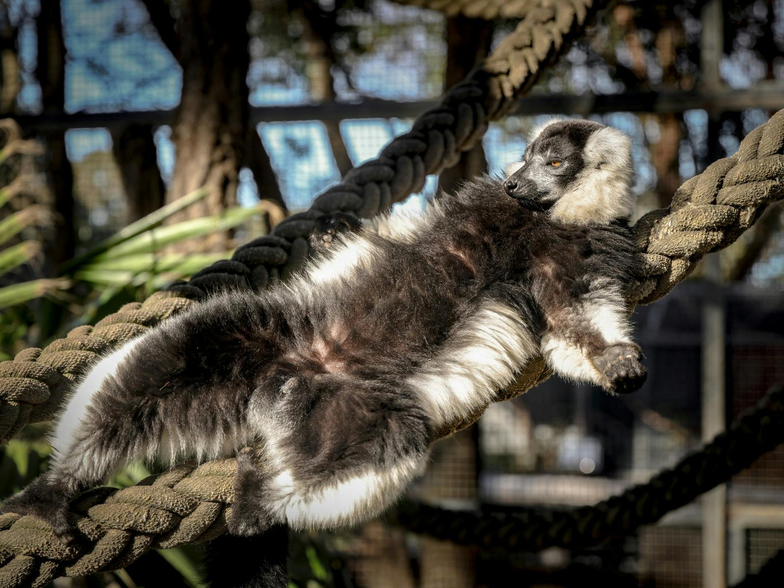 A black-and-white ruffed lemur rests across the ropes in its habitat.