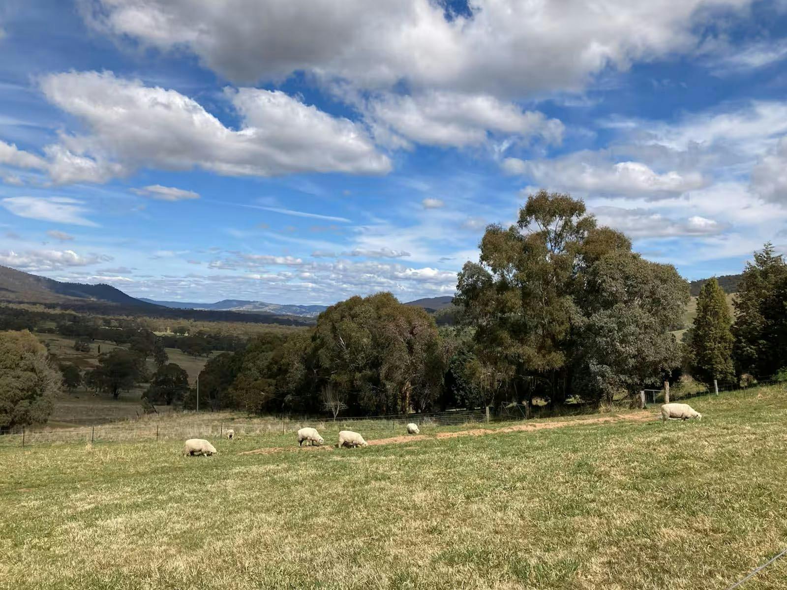 Sheep in Paddock