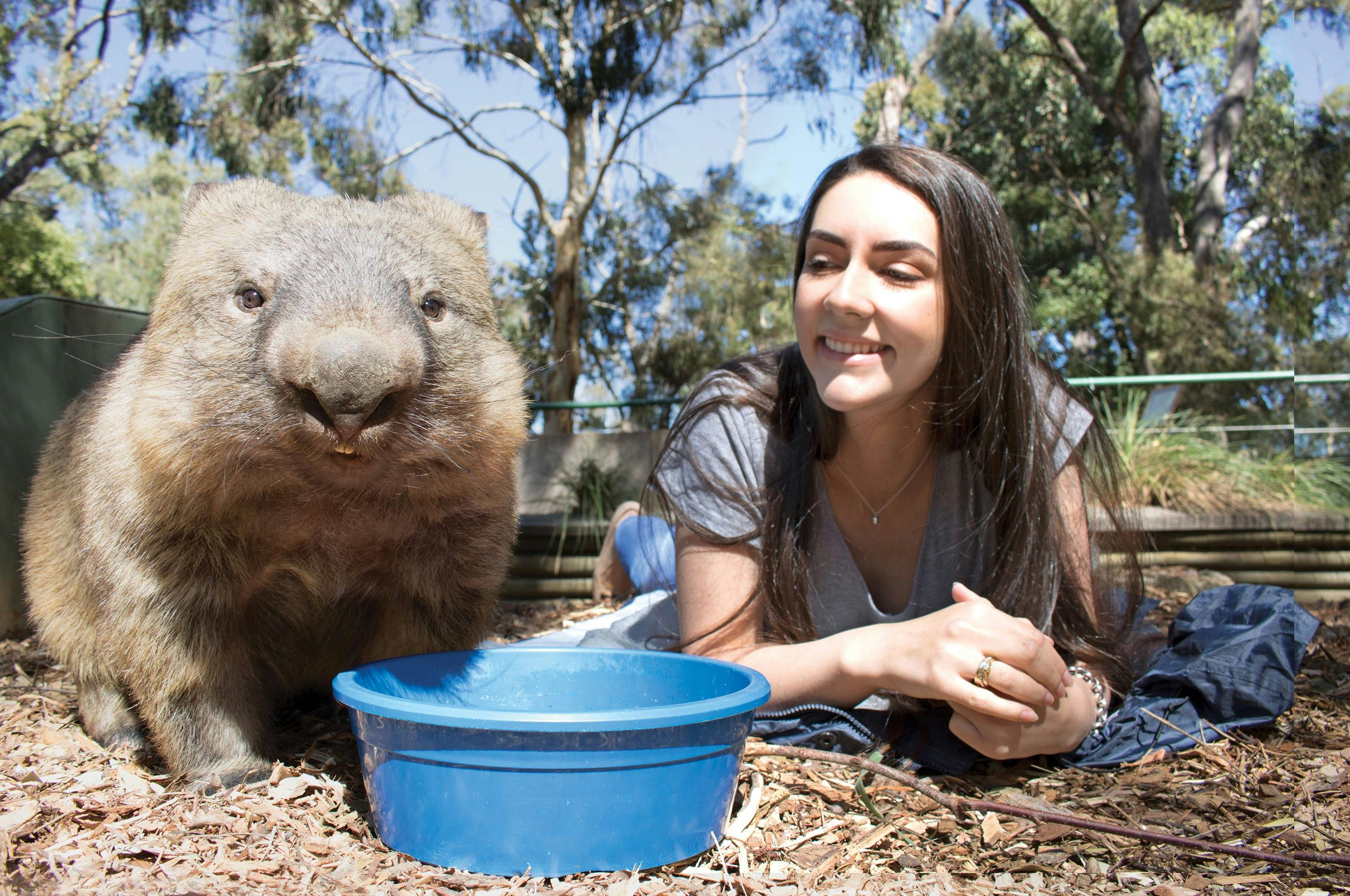 Cleland Wildlife Park - Wombat Experience